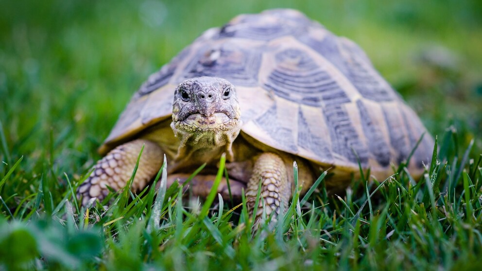 Tortoise in the Garden