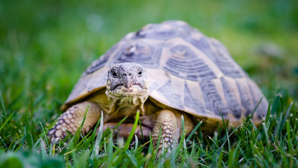 Tortoise in the Garden