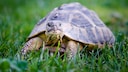Tortoise in the Garden