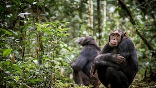 Chimpanzees sit on the ground in Kibale National Park