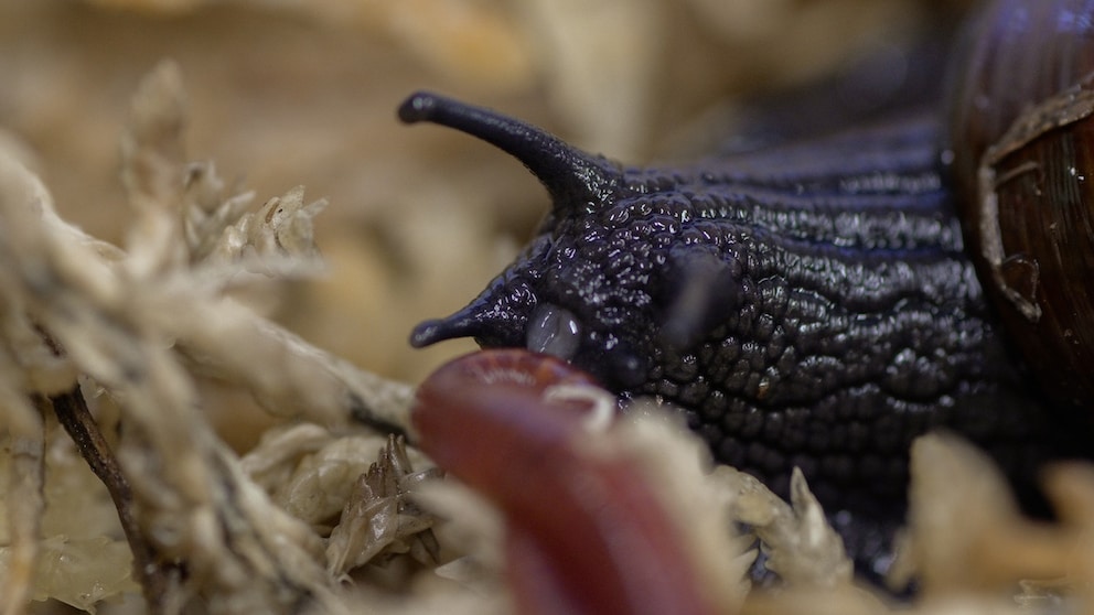 The Snail That Lays Eggs from Its Neck