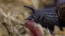 The Snail That Lays Eggs from Its Neck