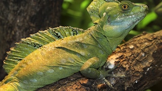 Basilisk Lizard on a Branch