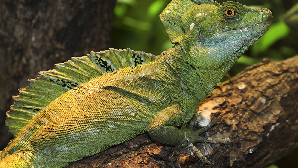 Basilisk Lizard on a Branch