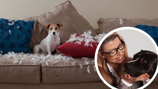 Collage of a Jack Russell on a couch with torn cushions and dog trainer Katharina Marioth (inset)