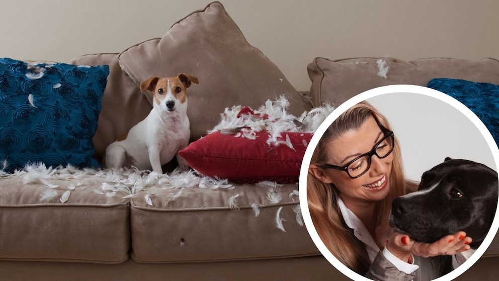 Collage of a Jack Russell on a couch with torn cushions and dog trainer Katharina Marioth (inset)
