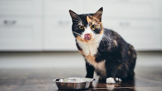 Cat Sits in Front of Food Bowl and Licks Its Mouth