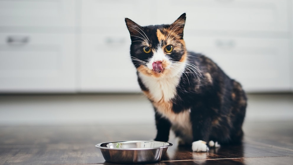 Cat Sits in Front of Food Bowl and Licks Its Mouth