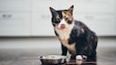 Cat Sits in Front of Food Bowl and Licks Its Mouth