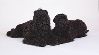 Black Russian Terrier