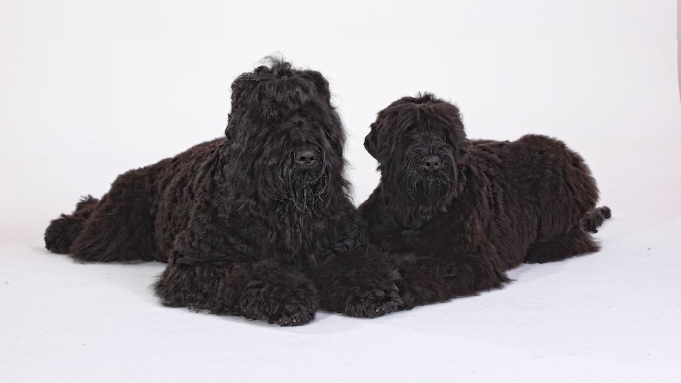 Black Russian Terrier