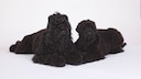 Black Russian Terrier