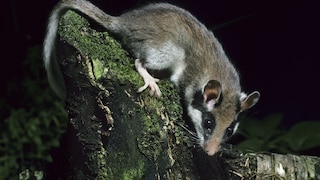 Garden dormouse (Eliomys quercinus) foraging at night in the forest