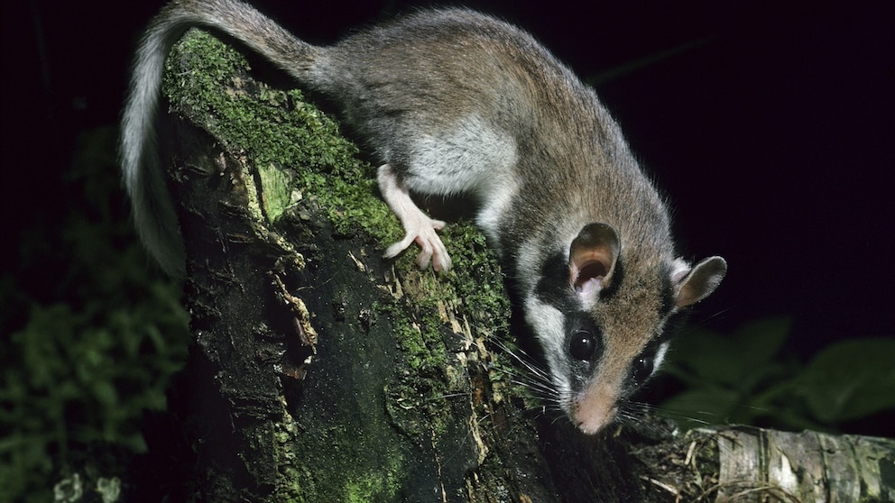 Garden dormouse (Eliomys quercinus) foraging at night in the forest