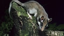 Garden dormouse (Eliomys quercinus) foraging at night in the forest