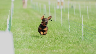 Fastest Dachshund