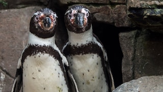 The homosexual Humboldt penguins Juan (left) and Carlos (right) are pictured in their enclosure at Hagenbeck Zoo in Hamburg on April 12, 2016.