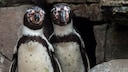 The homosexual Humboldt penguins Juan (left) and Carlos (right) are pictured in their enclosure at Hagenbeck Zoo in Hamburg on April 12, 2016.