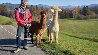 Alpaca Hiking