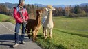 Alpaca Hiking