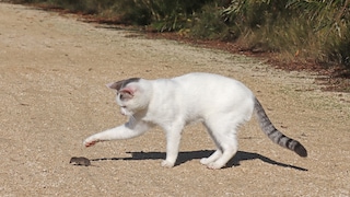 Cat Plays With a Shrew