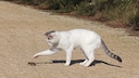 Cat Plays With a Shrew