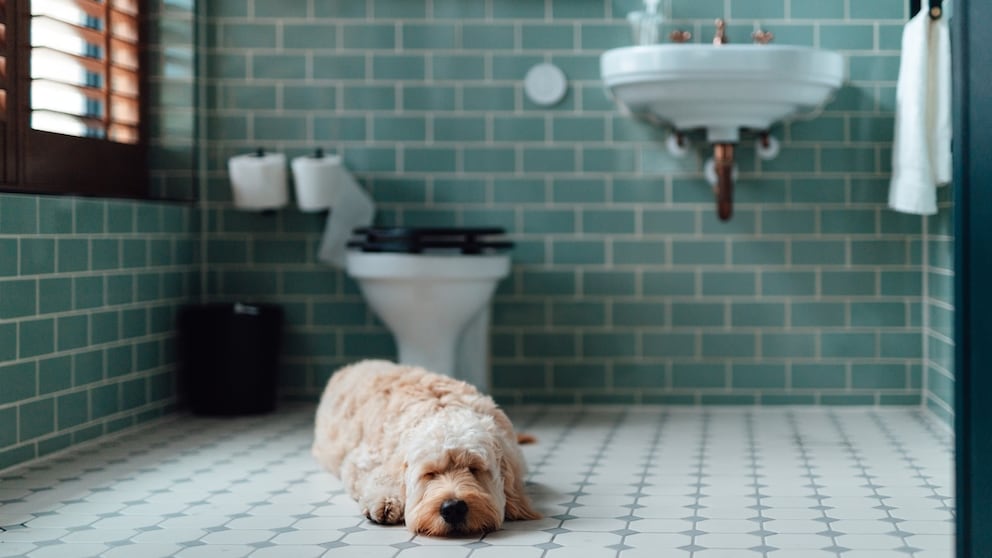 A Goldendoodle designer dog is sick in the bathroom.