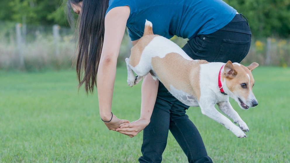 Dog Dancing