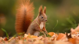 Squirrel