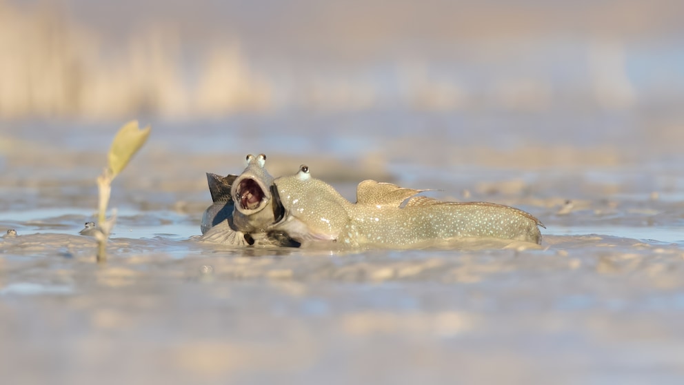 Is this a belching contest or a laughing contest? Who really knows for sure...
