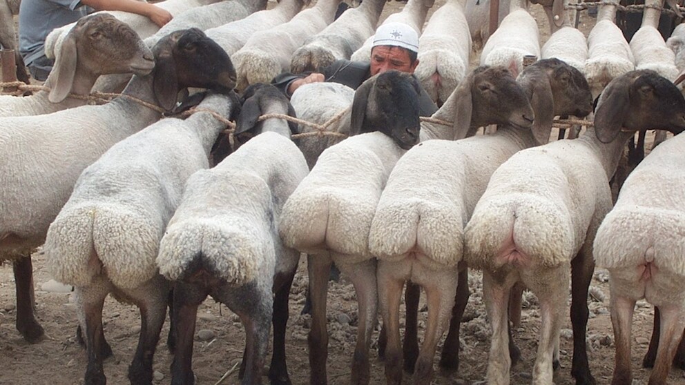 a flock of fat-tailed sheep