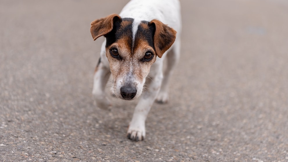 Stalking behavior originates from the prey-catching instincts deeply embedded in the genetics of many dog breeds–especially herding, hunting, and working dogs.