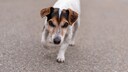Stalking behavior originates from the prey-catching instincts deeply embedded in the genetics of many dog breeds–especially herding, hunting, and working dogs.