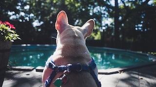 Water Danger for Dogs