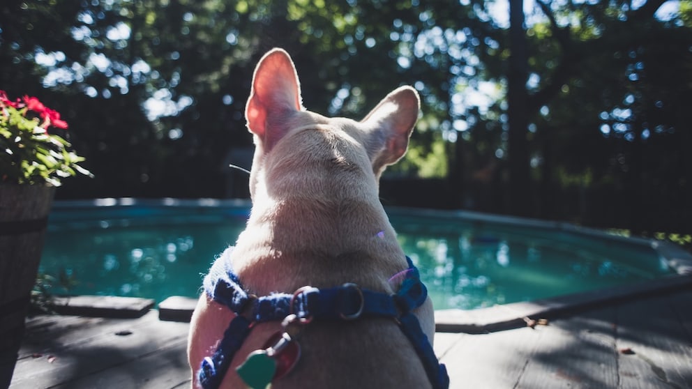 Water Danger for Dogs