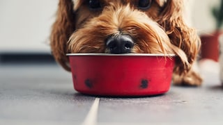 Red Beet Dog