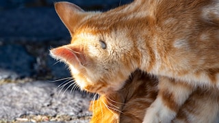 Lyme Disease in Cats