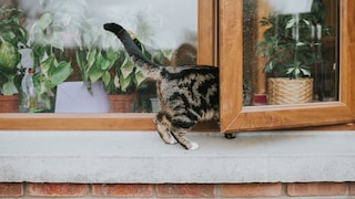 Cat Falls from Window