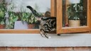 Cat Falls from Window