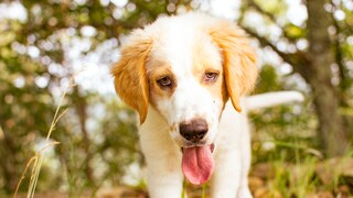 Heatstroke in dogs can be life-threatening
