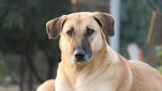 The Chinook is a rare sled dog known for its gentle nature and great endurance.