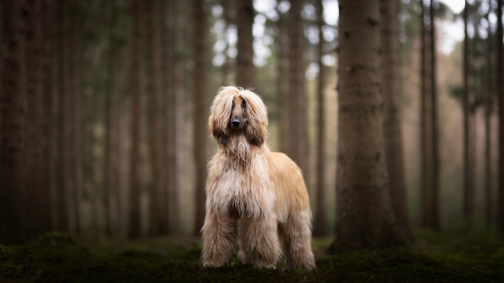 Portrait of an Afghan Hound