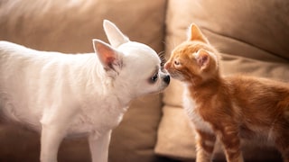 Dogs and cats are set to receive increased protection under future EU animal welfare regulations.