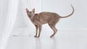 Cornish Rex