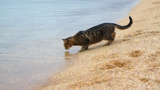 Cat Drinks from the Sea