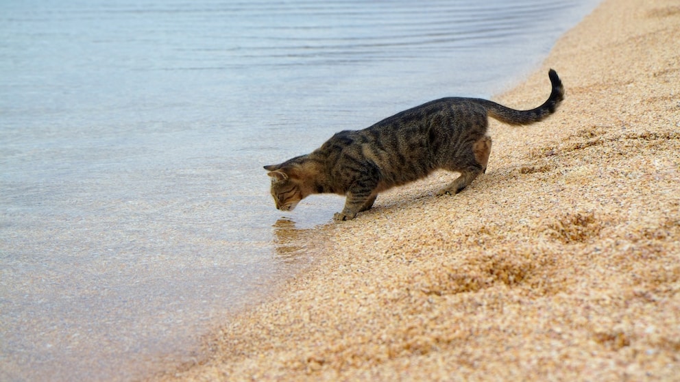 Cat Drinks from the Sea
