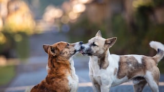 Two dogs are playing together on the street in Bali.