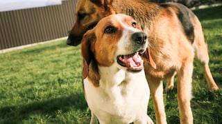 Dog Stands in Front of Another Dog