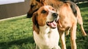 Dog Stands in Front of Another Dog