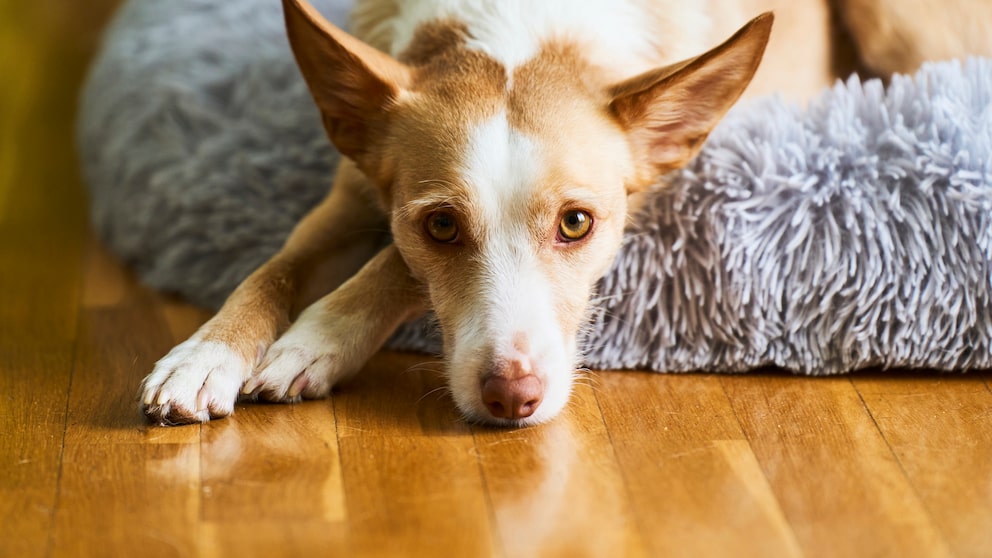 A young Podenco lies relaxed on a soft cushion.